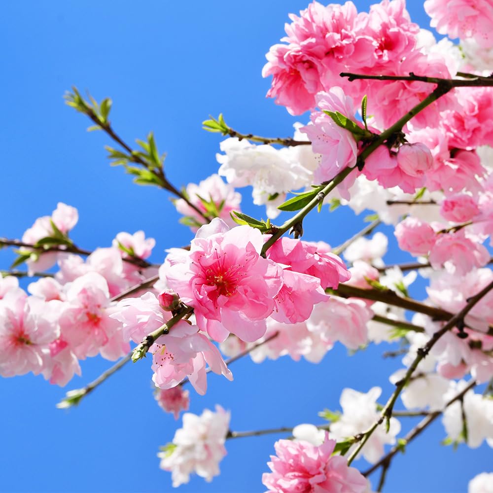 枝垂れ桃　(購入欄専用です) 楽天市場】盆栽仕立樹形2025年4月中頃～4月下旬頃開花 花桃 源平